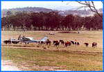 Cattle Station